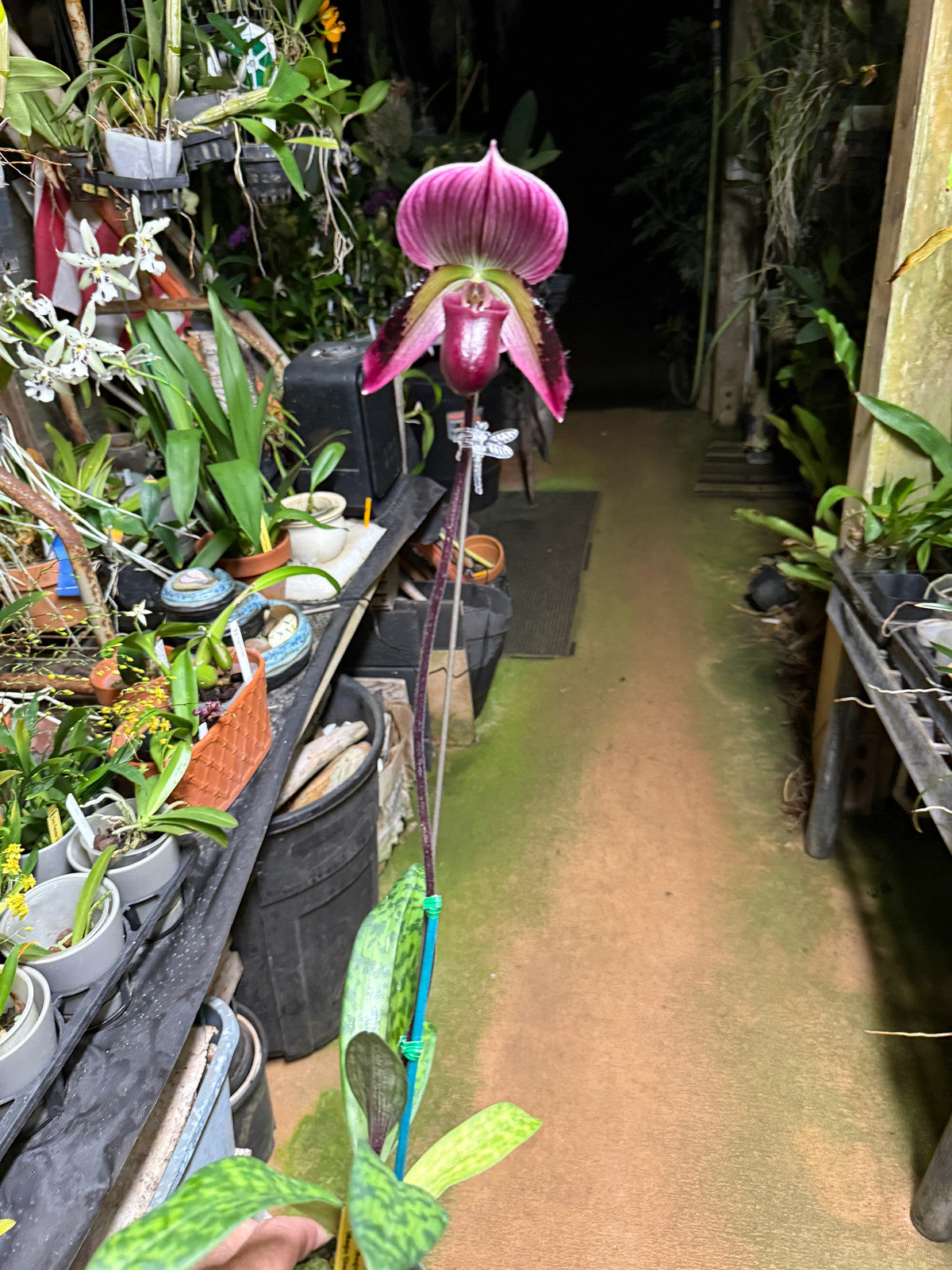 Paph. (Magic Cherry x Voodoo Magic) x (Magic Cherry x Hsinying Rainbow)