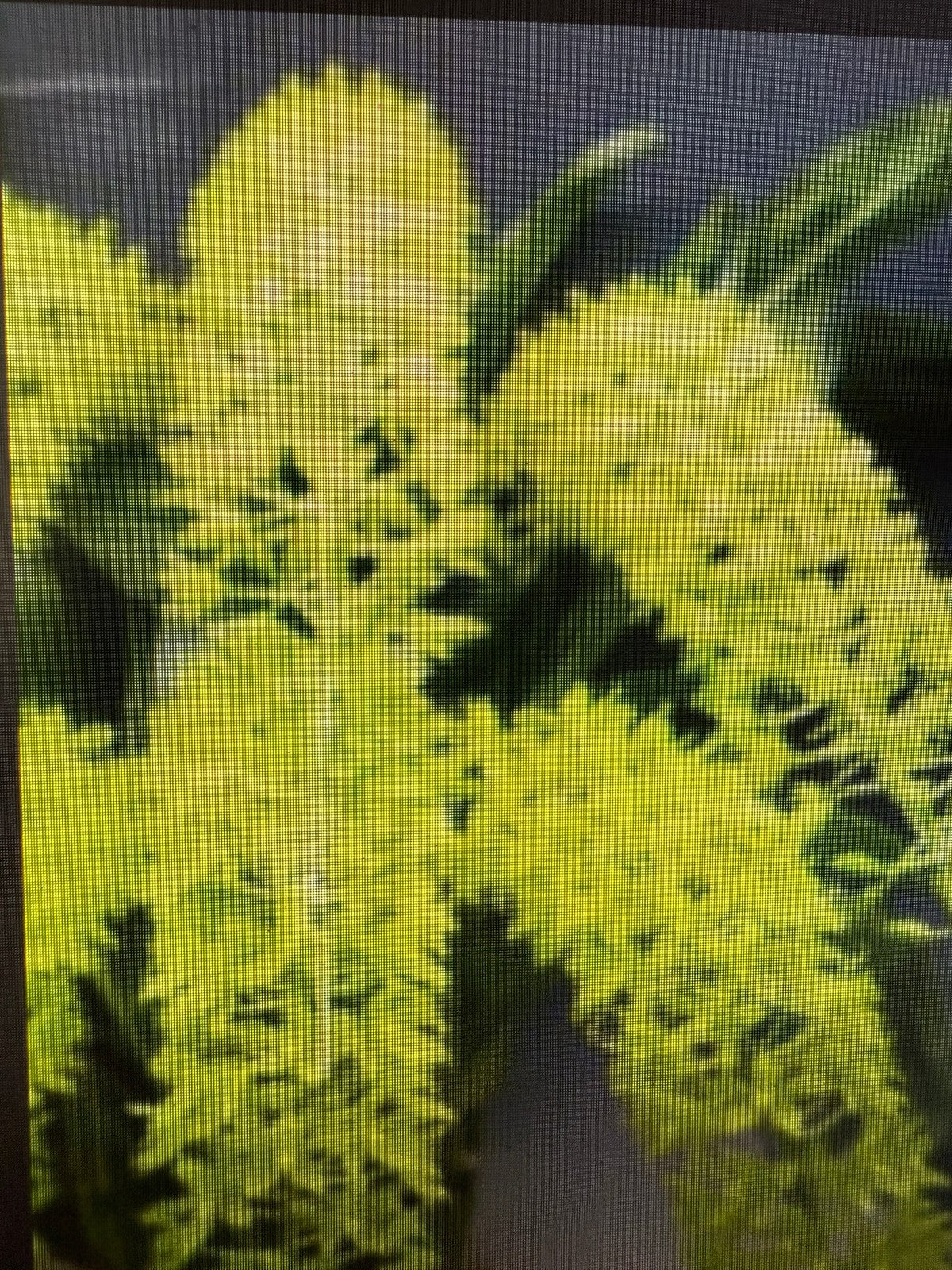 Gram. scriptum var. citrinum (green)