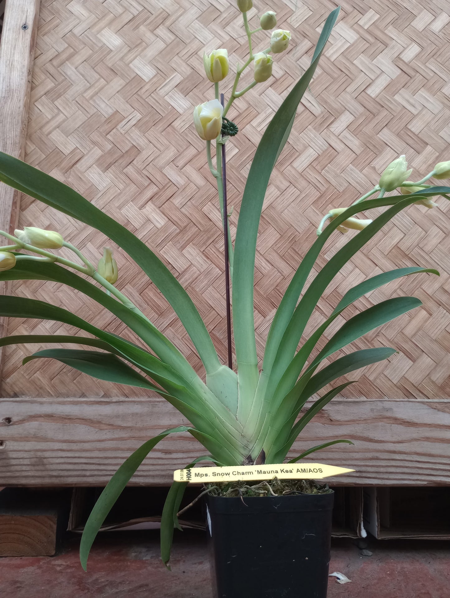 Miltoniopsis Snow Charm 'Mauna Kea' AM/AOS