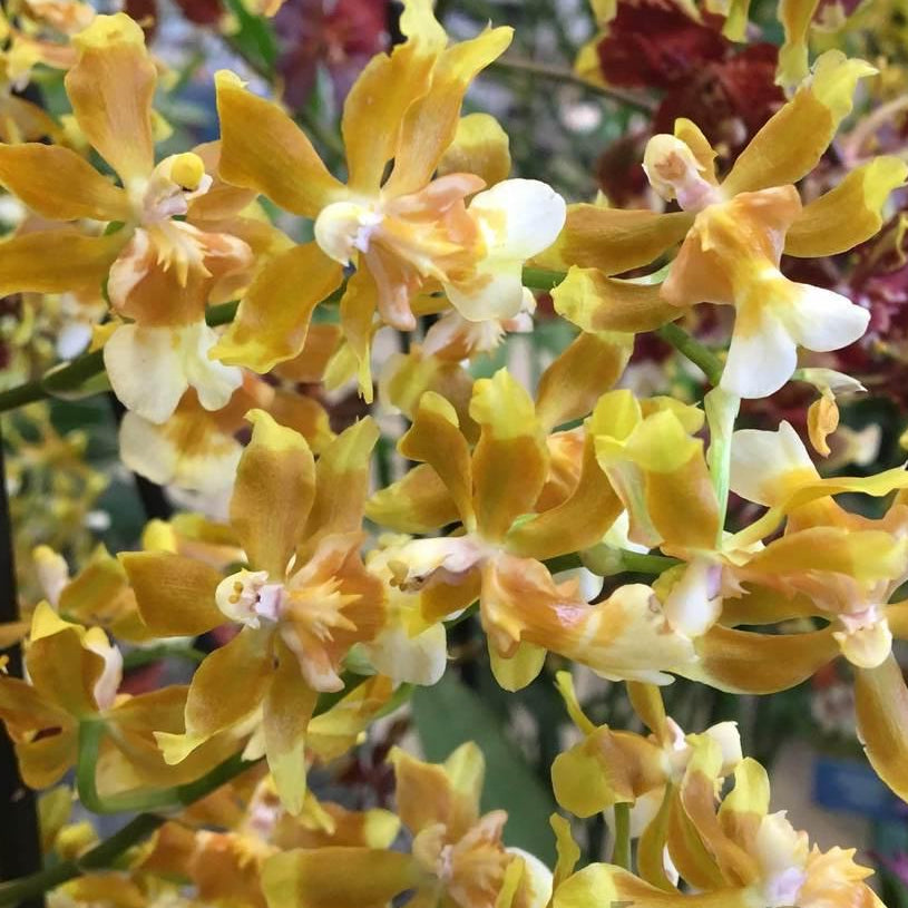 Ons. Hilo Firecracker 'Lucky Strike'' Multi-spike orchid