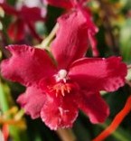 Oncostele Red Silk ‘HOF’ orchid Stunning red flowers on healthy plants