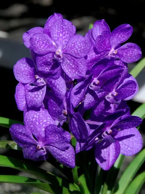 Blue Vanda -