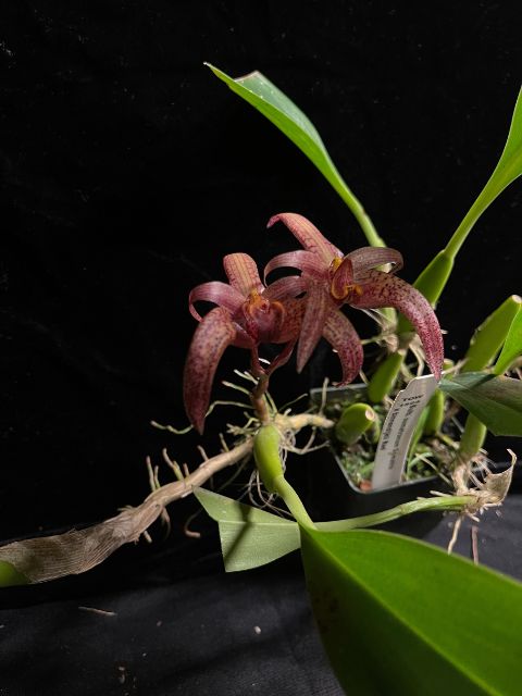 Bulbophyllum Sumatranum Sumatra x Binnendijkii Red