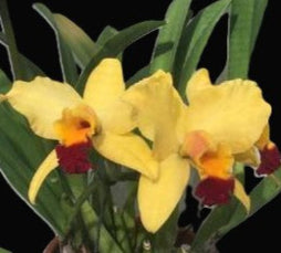 C. Tokyo Magic orchid