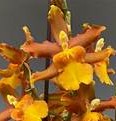 Odcdm. Catatante 'Sun King' Hybrid orchid