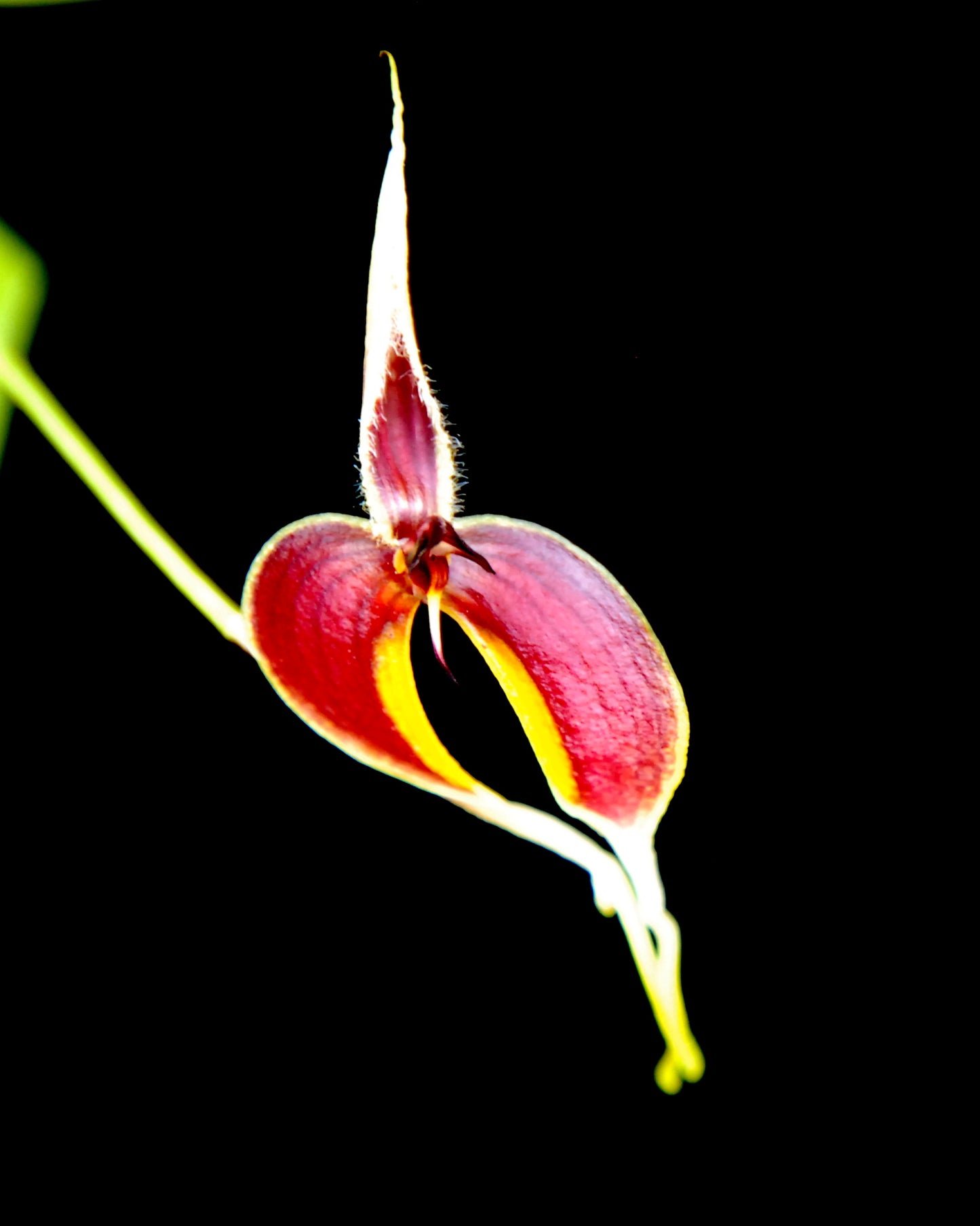 Bulbophyllum masdevaliaceum