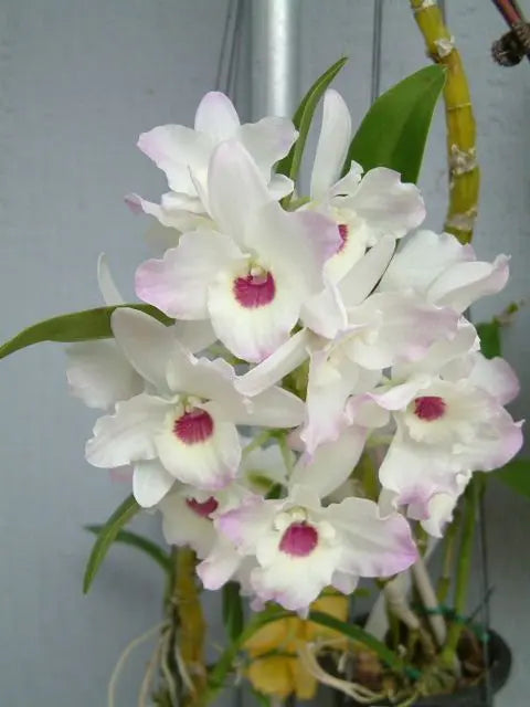 Dendrobium Nobile - White Lavender Lip
