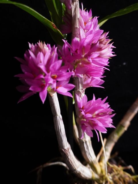 Dendrobium Bracteosum x Tanii