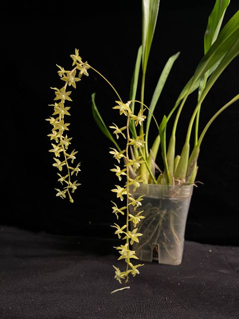 Dendrochilum Cobbianum