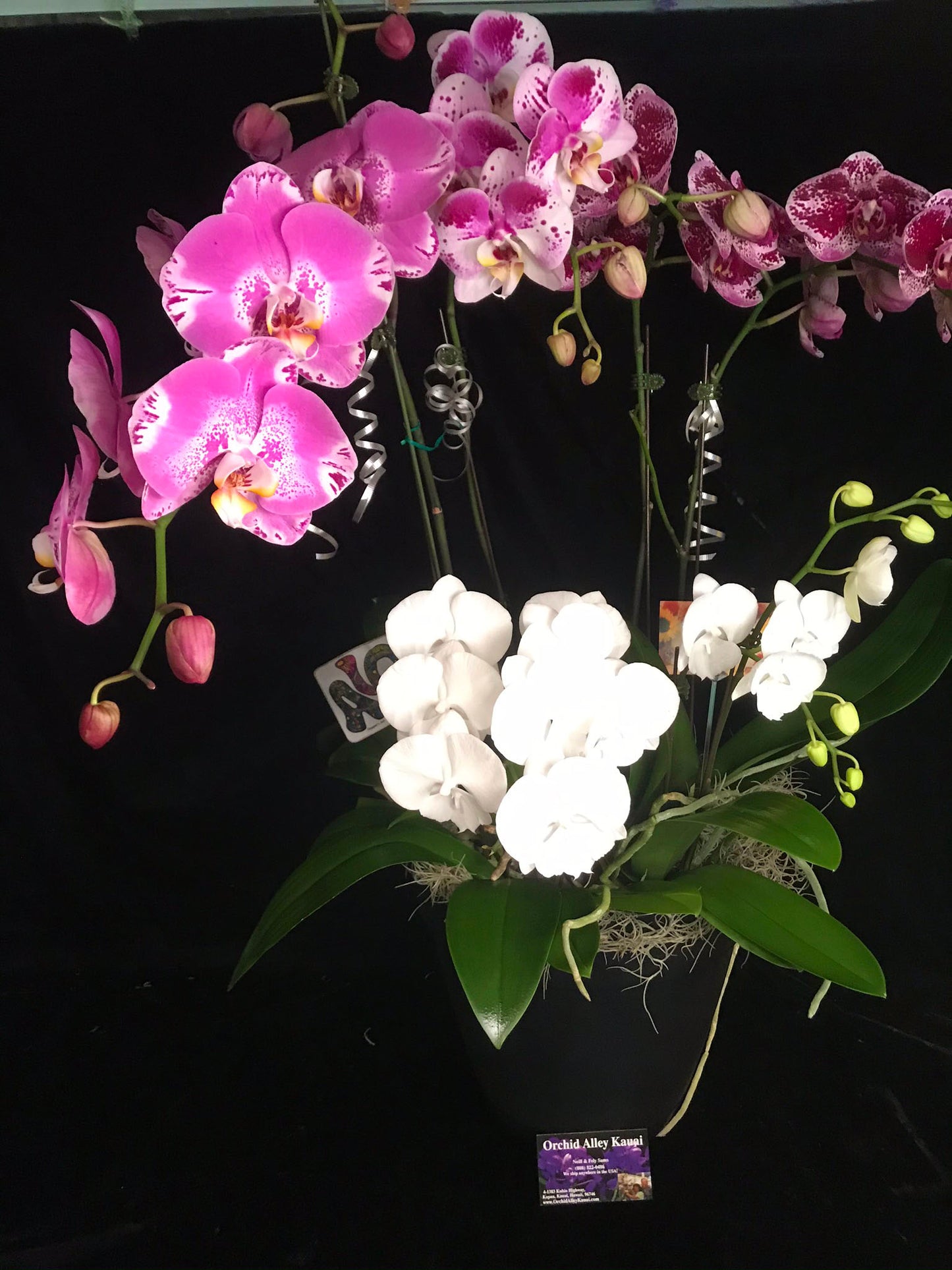The Phal fab-five Orchid Gift Basket