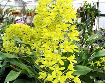 Gram. Tiger Paw x script citrinum x Scrip citrinum