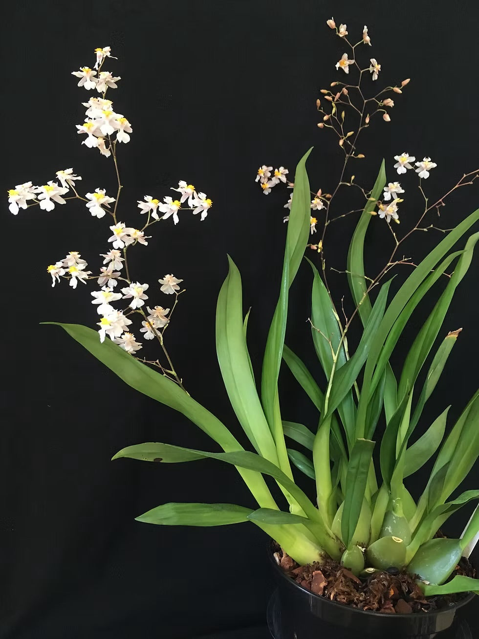 Onc. Tsiku Marguerite wonderfully fragrant 5-12 spikes!