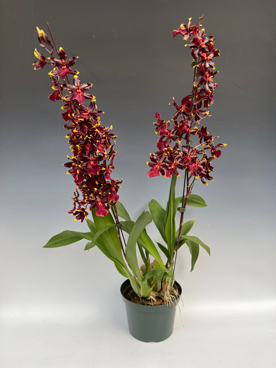 One. Wildcat “Golden Red Star”