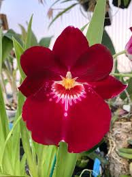 Miltoniiopsis - Growers Choice