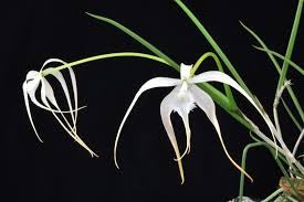 B. Cucullata syn. Appendiculata