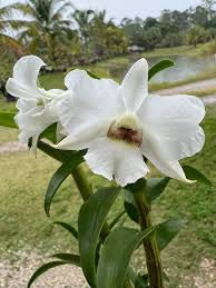 Den. Sanderae var. luzonicum x sib – Orchid Alley