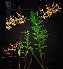 ☆☆洋蘭☆☆ Den. tangerinum (Orange/Brown) ☆☆洋蘭☆☆ Den. tangerinum (Orange/Brown)