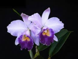 C. Hiroshima Melody ‘Blue Genie’ (C. Sea Breeze x C. Cornelia)