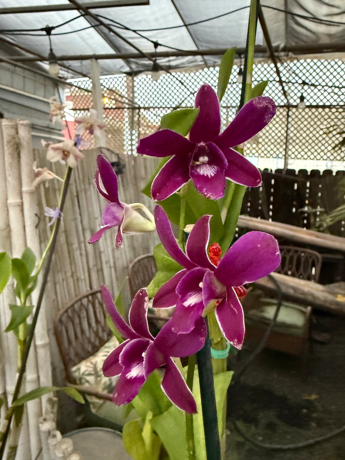 Dendrobium Sakda Blue orchid