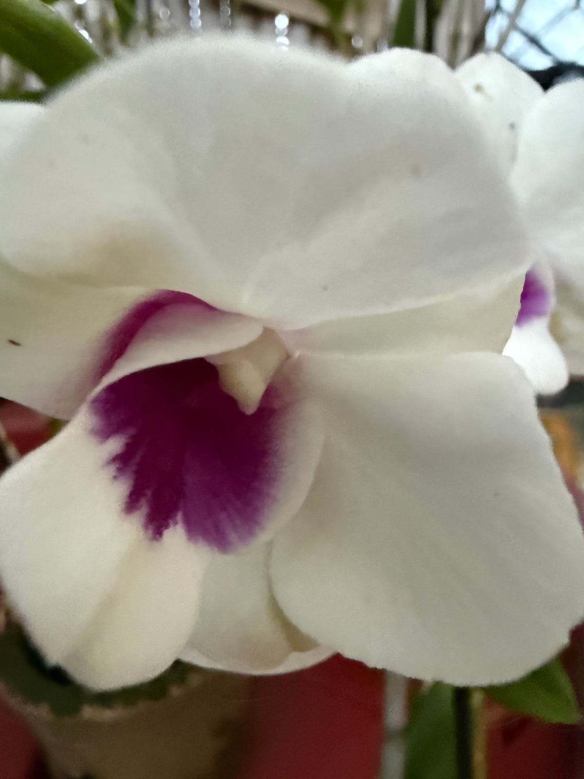 Dendrobium Burana Starlet #1 white with purple lip orchid