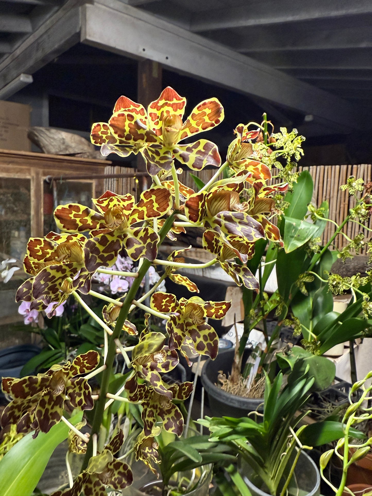 Grammatophyllum scriptum 'Leopard'