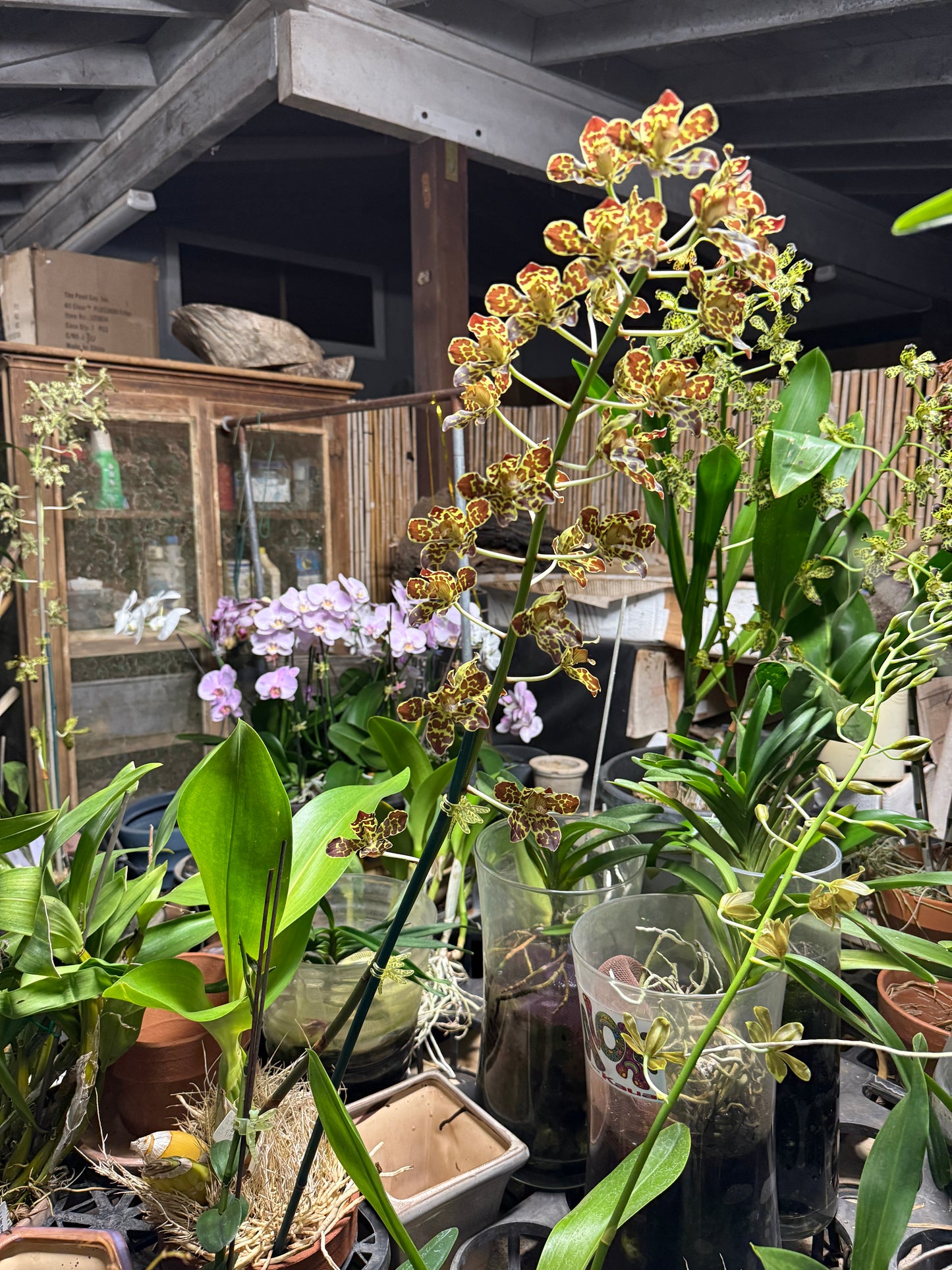 Grammatophyllum scriptum 'Leopard NN' (big monster gram) in a 6-10" pot