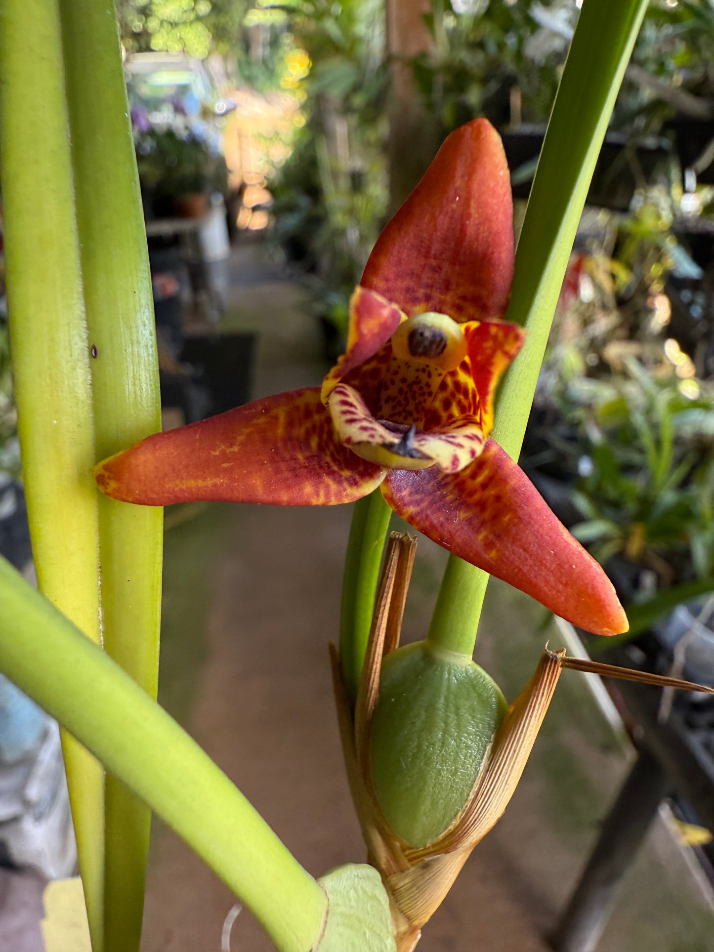 Maxillaria Tenuifolia 'red variety'- The Coconut Orchid