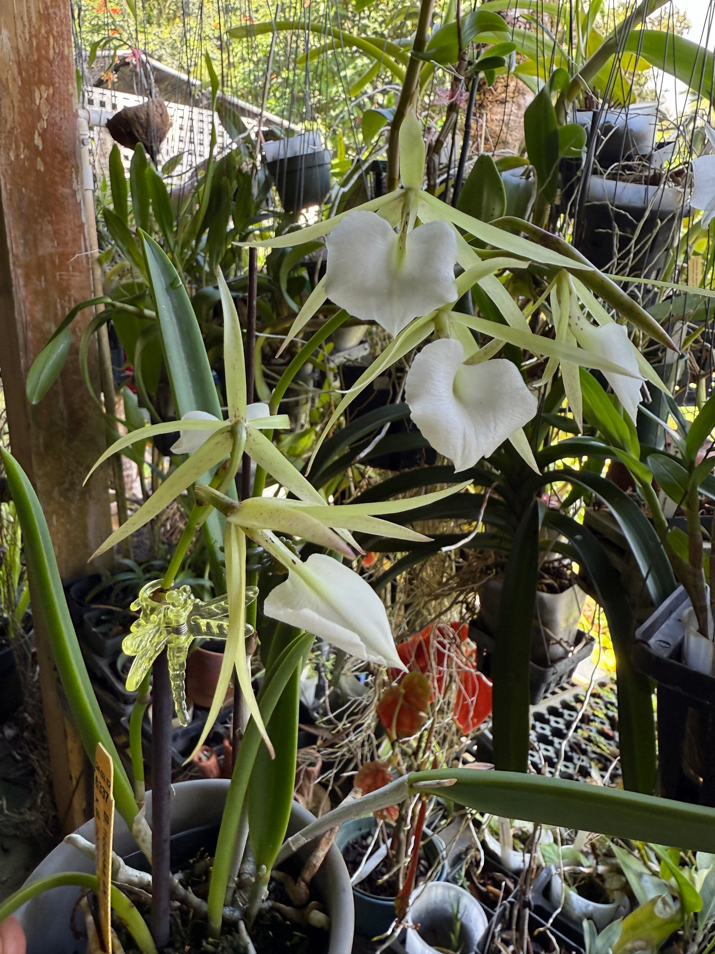 B. nodosa 4N x B. nodosa '24088'