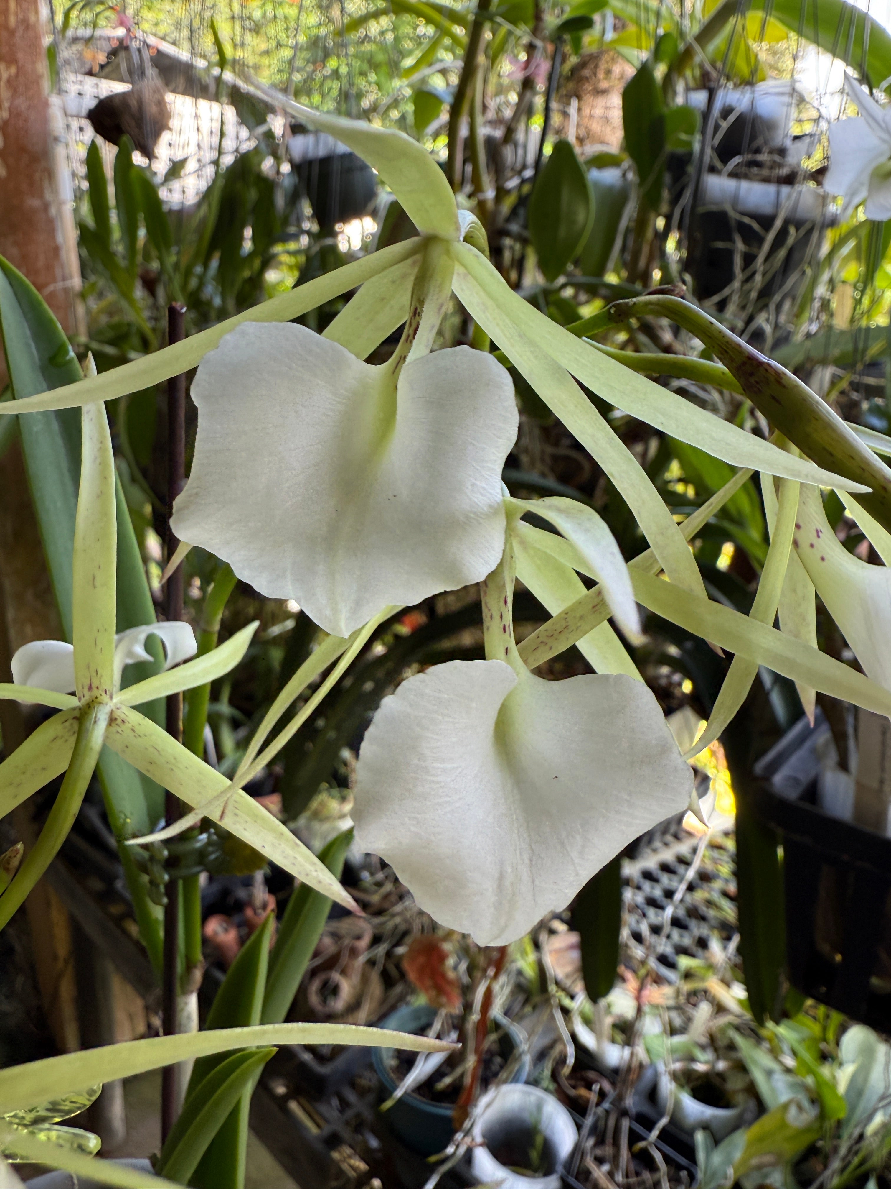B. nodosa 4N x nodosa (fragrant) Lady of the Night – Orchid Alley