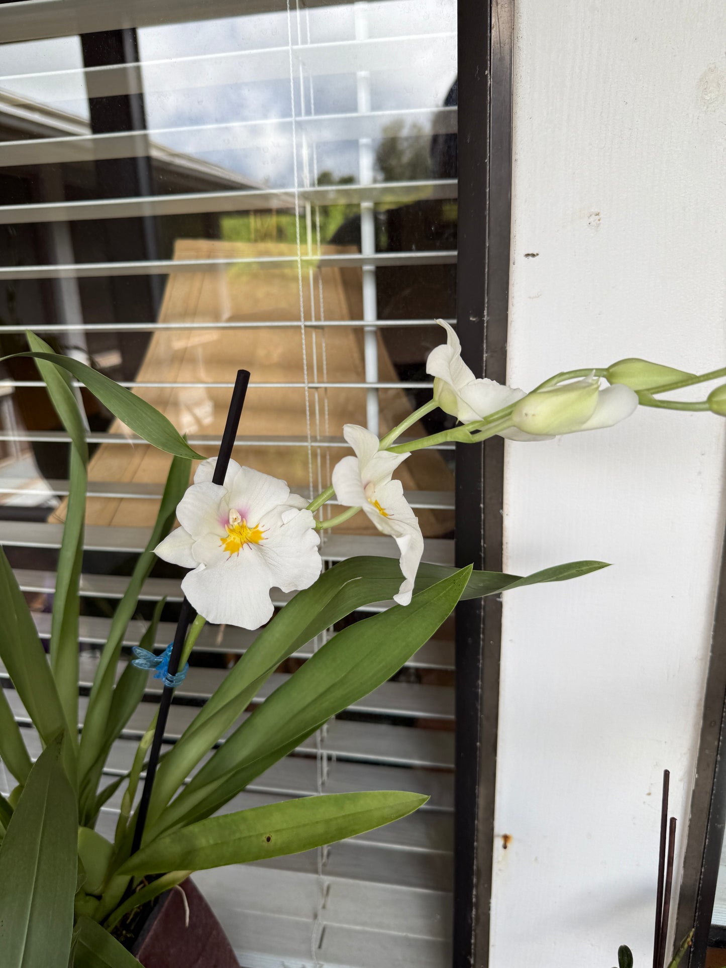 Miltoniopsis Rene Komoda