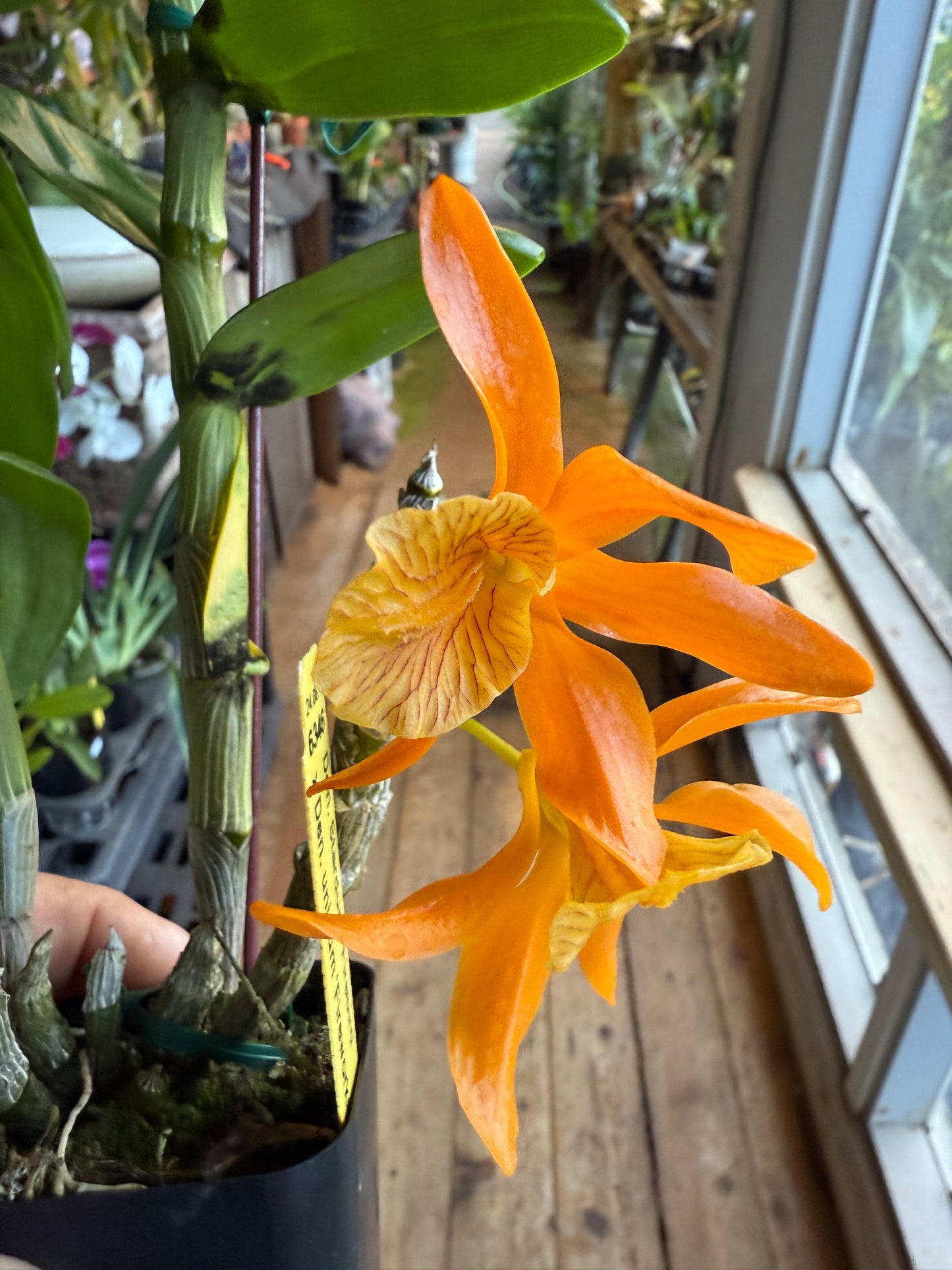 Den. Stardust ‘Firebird’ x unicum ‘Fireworks’