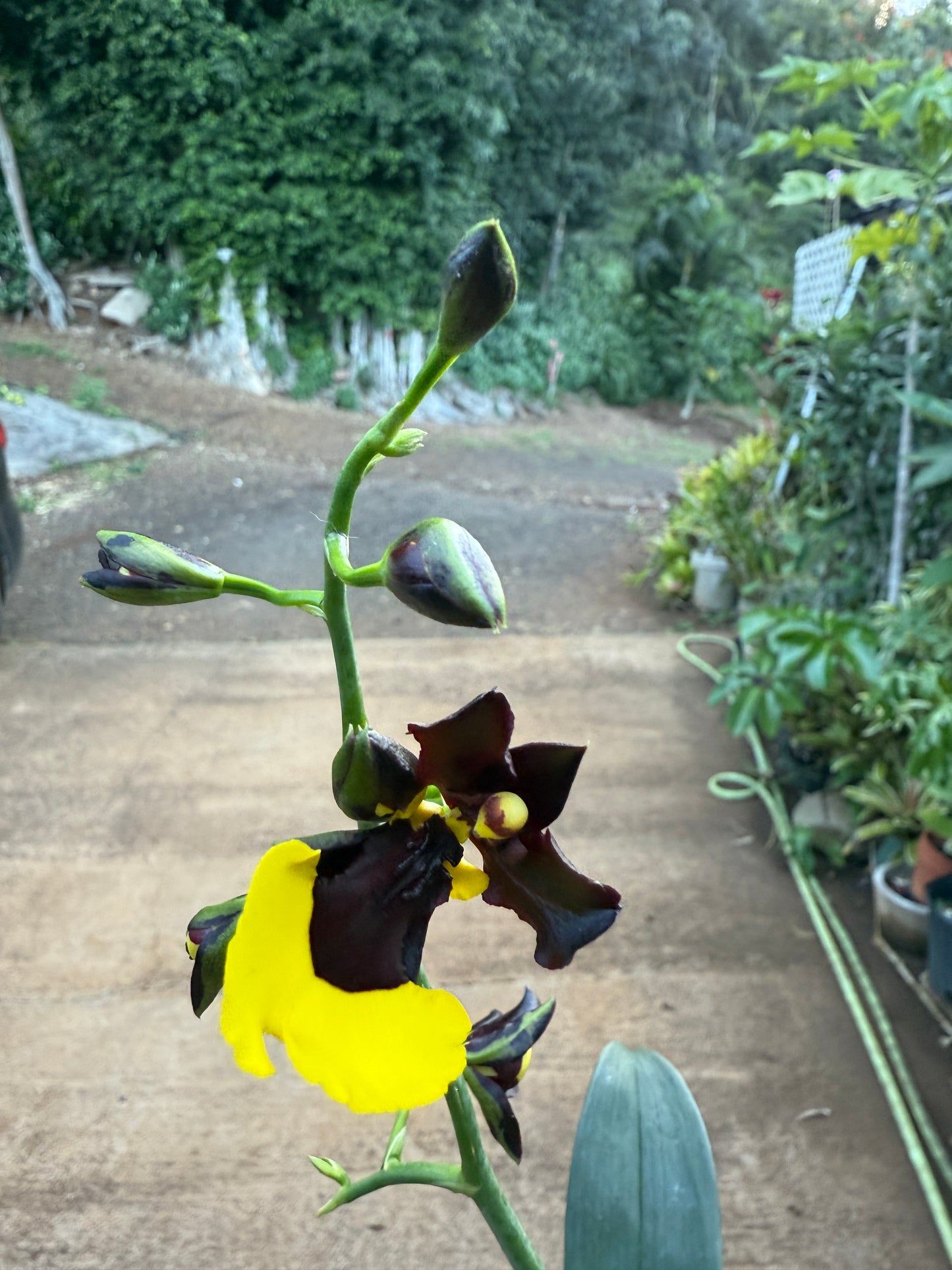 Gomesa Jiaho Queen 'Jia Ho' FCC/AOS Gm/Toga