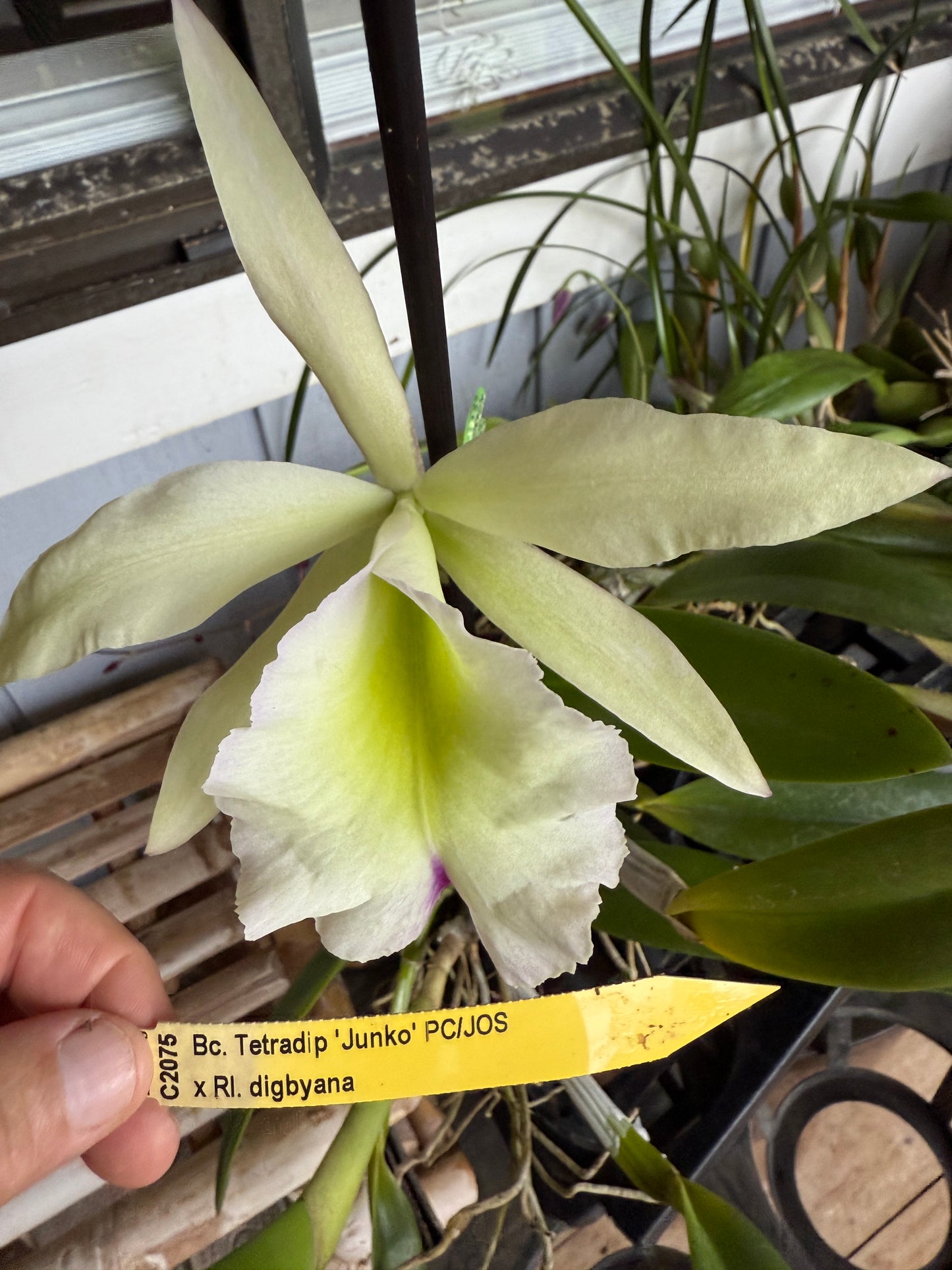Bc.Tetradip 'Junko' x Rhyncolaelia Digbyana