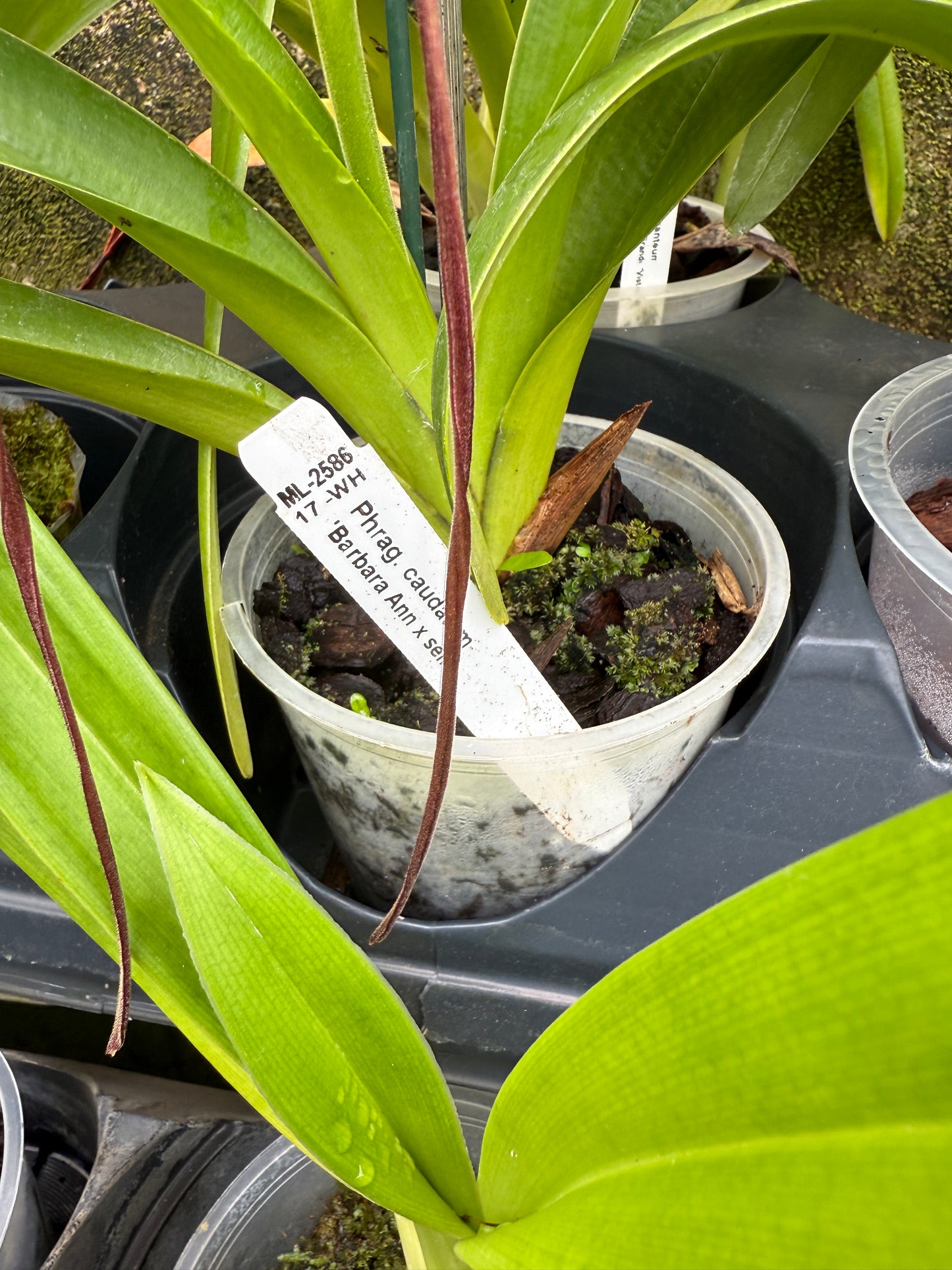 Phrag. Giganteum caudatum 'Barbara Ann x self'