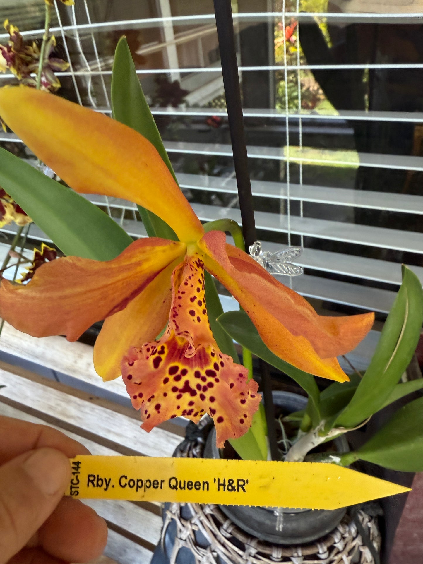 Rby. Copper Queen 'H&R'