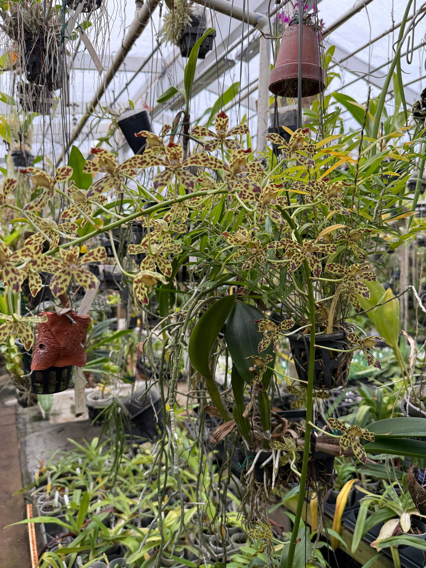 Grammatophyllum Fely's Sunray