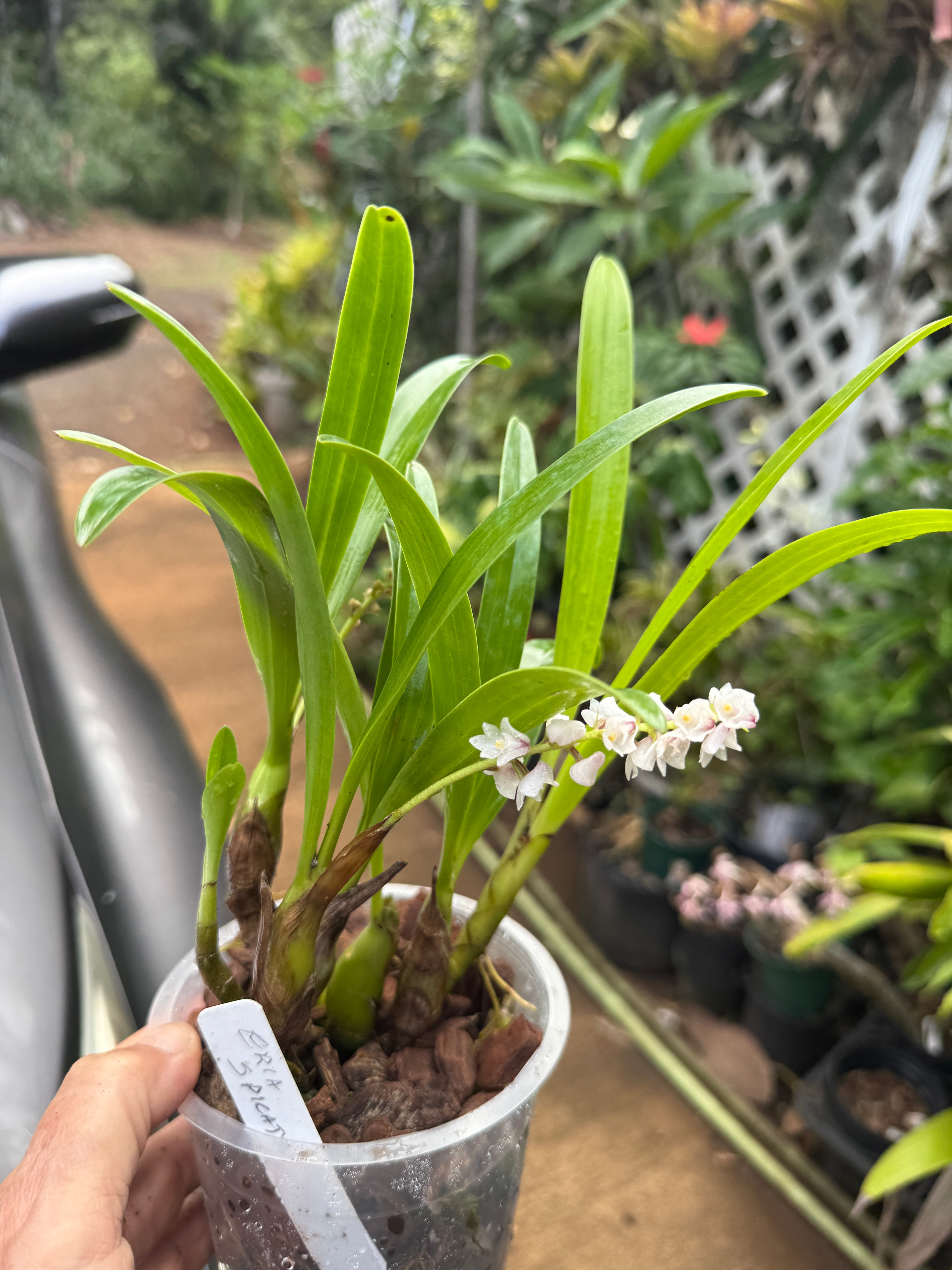 Eria Spicata species (rare) – Orchid Alley