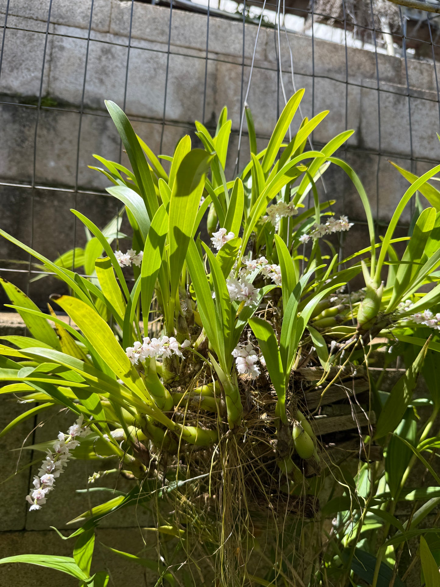 Bryobium hyacinthoides