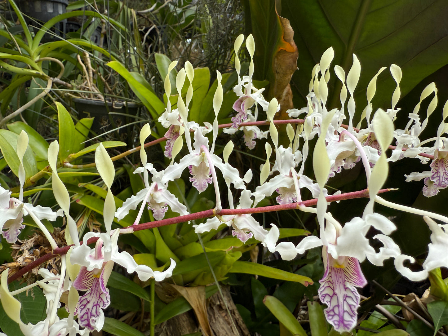 Den. stratiotes x lineale 'Orchid Alley'