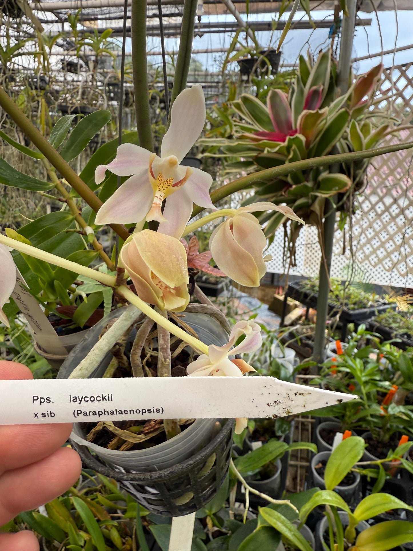 Paraphalaenopsis laycockii