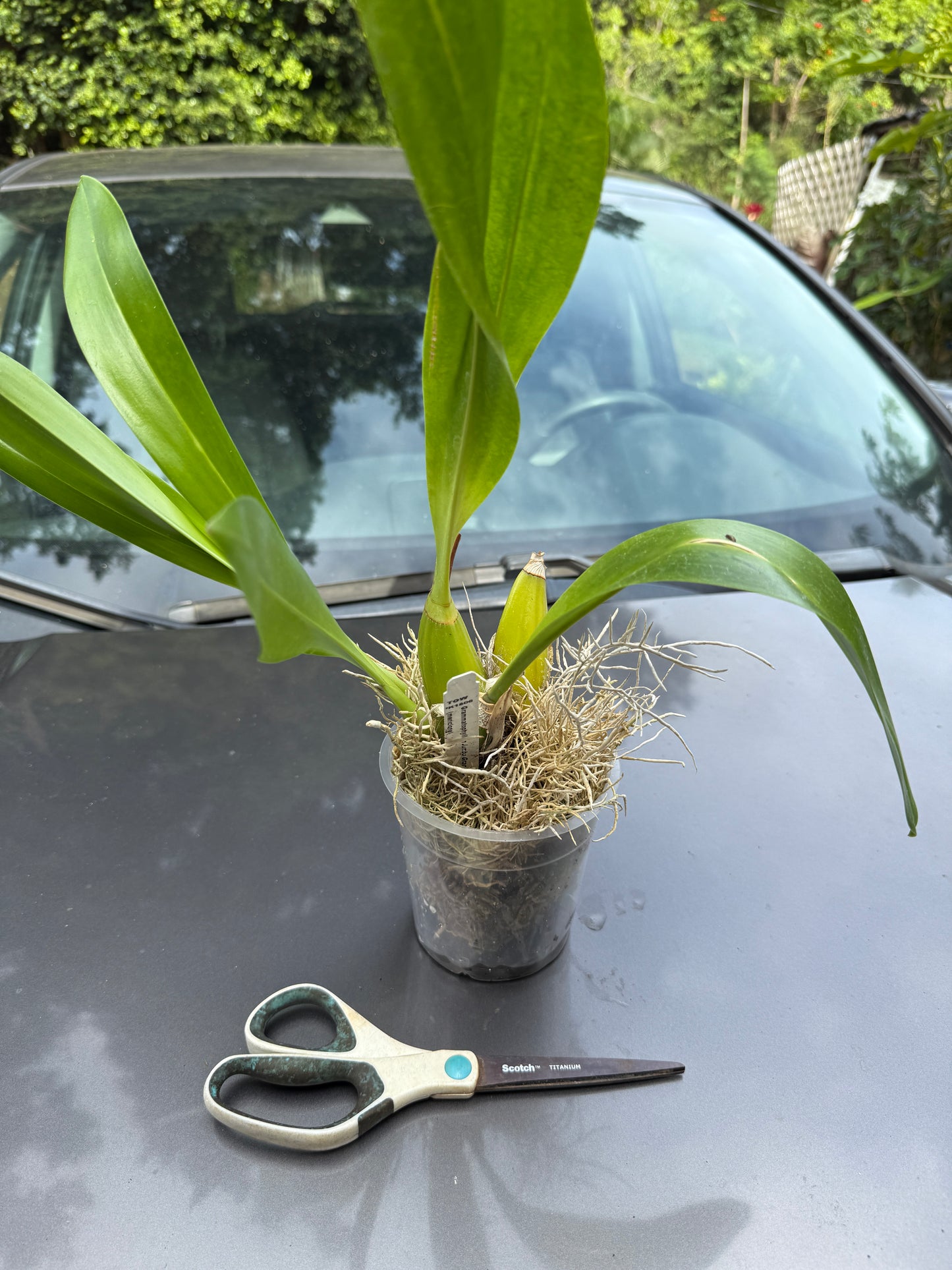 Grammatophyllum Jumbo Grand 'PK'