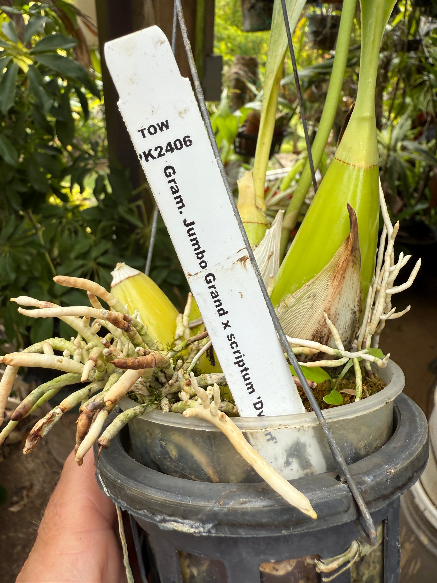 Grammatophyllum Jumbo Grand x Scriptum 'Dwarf' ( a reasonably sized gram)