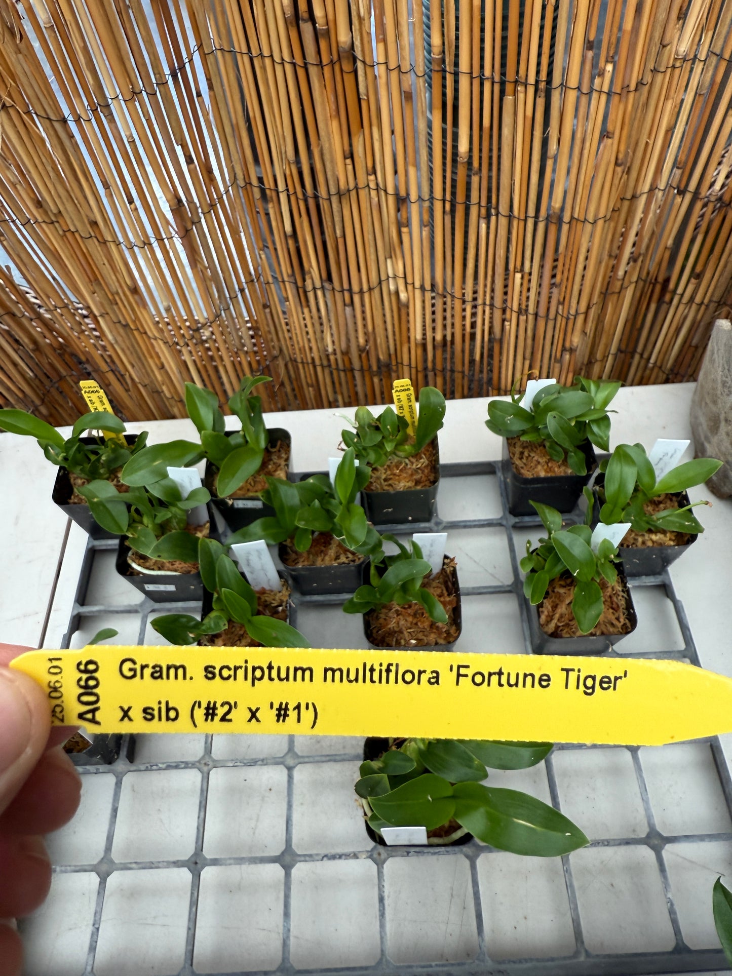 Gram. scriptum multiflora 'Fortune Tiger'