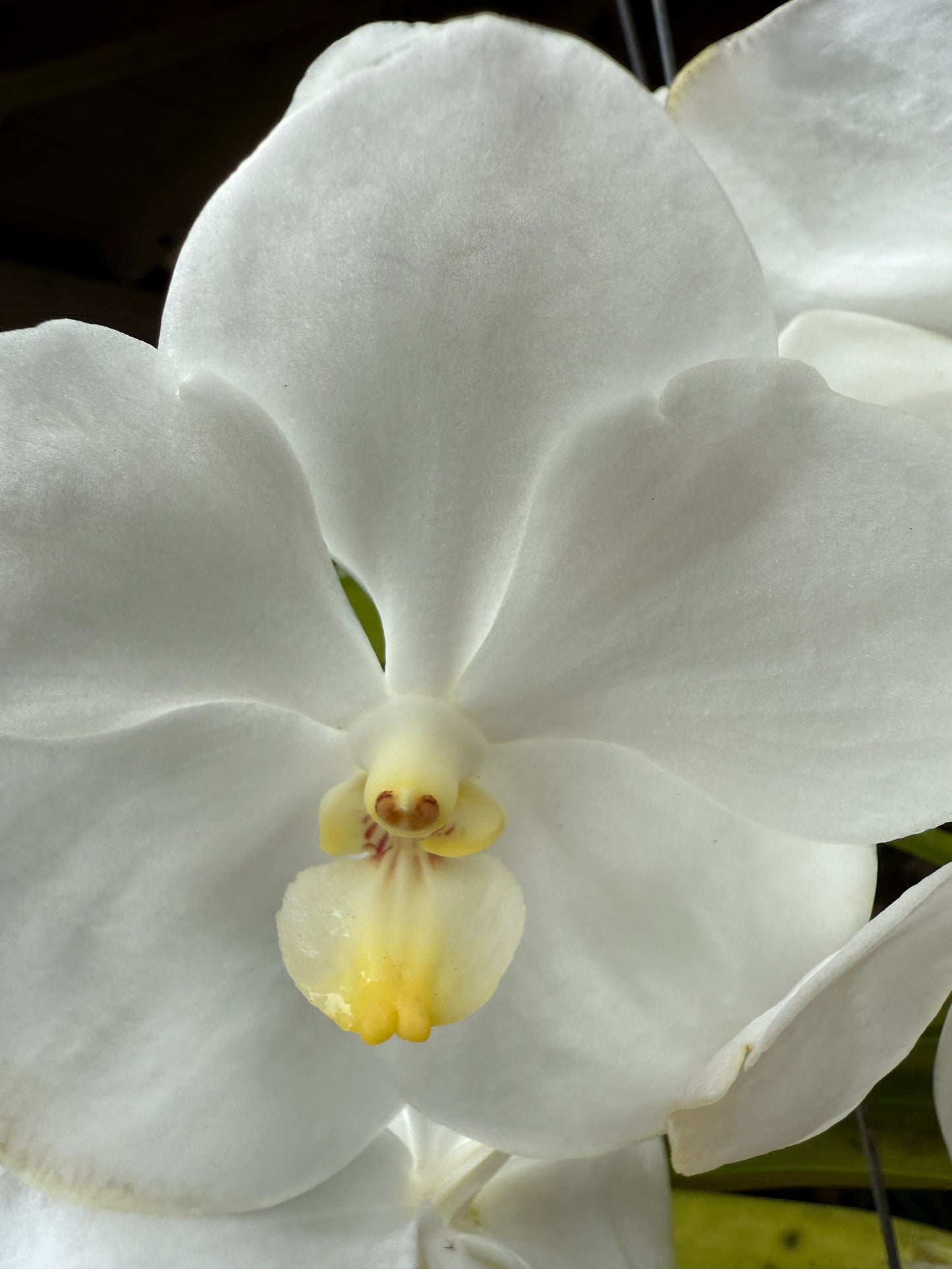 Vanda Nopporn 'White Beauty'