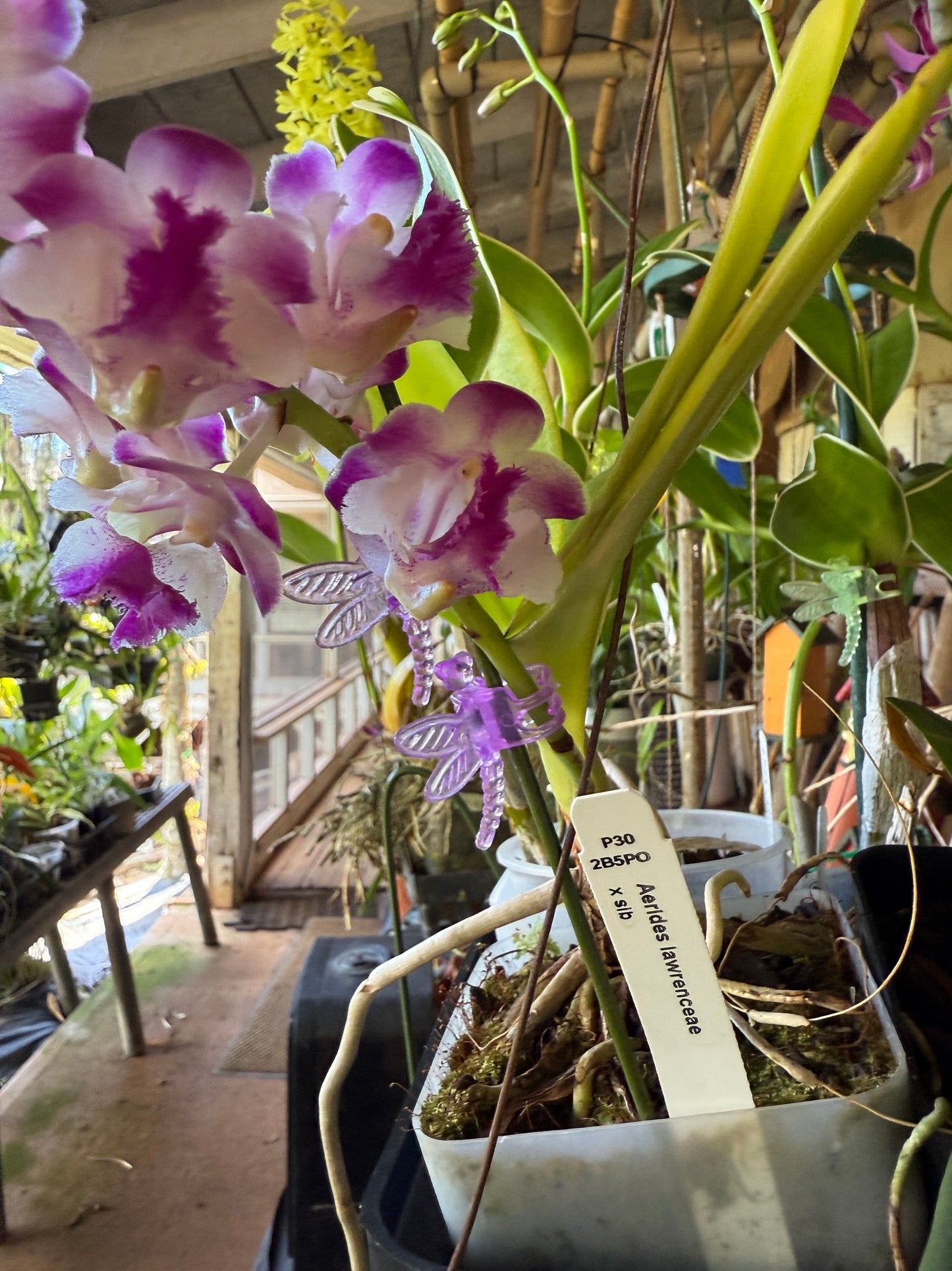 Aerides lawrenceae