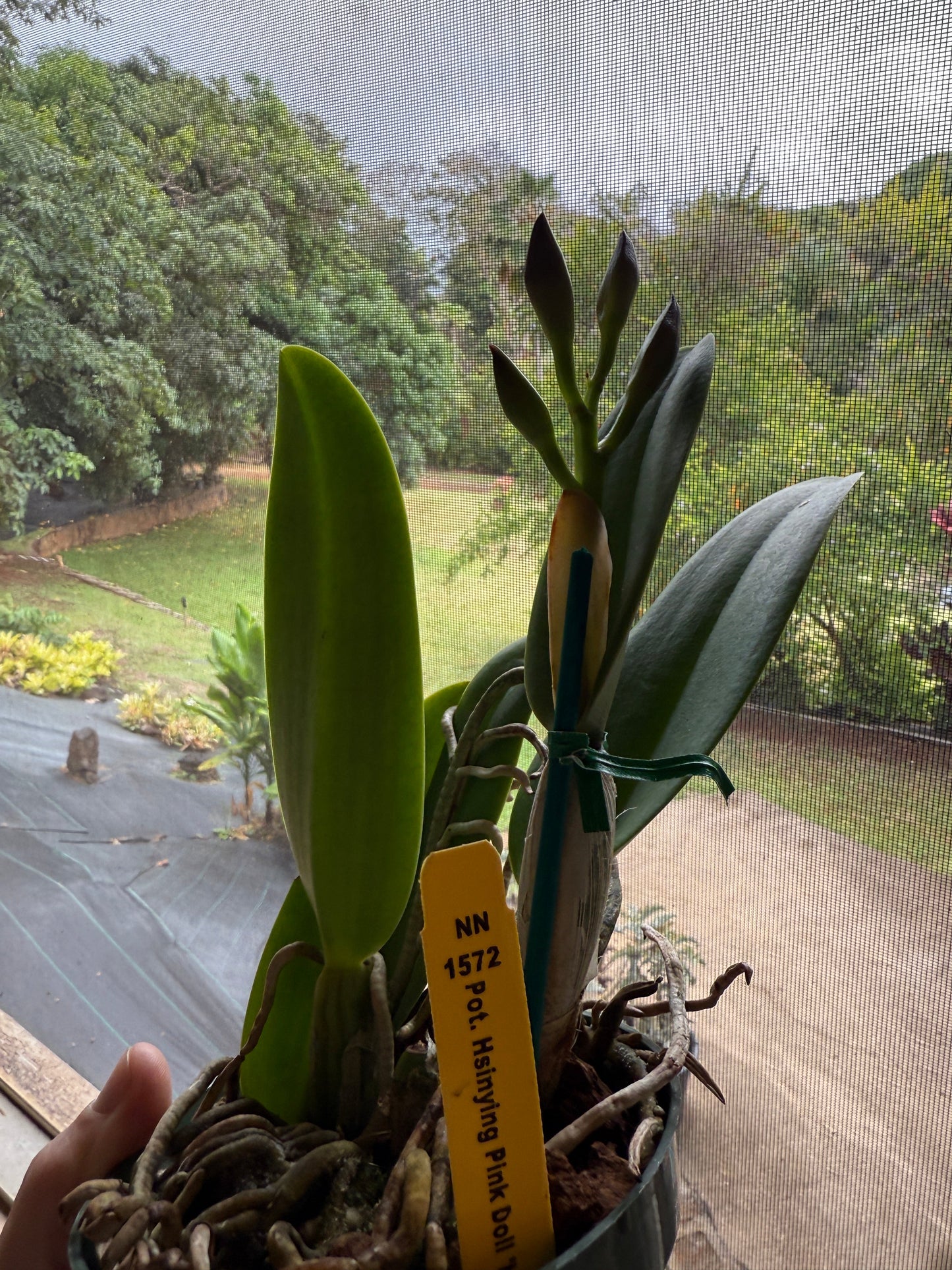 Pot. Hsinying Pink Doll 'Hsinying'