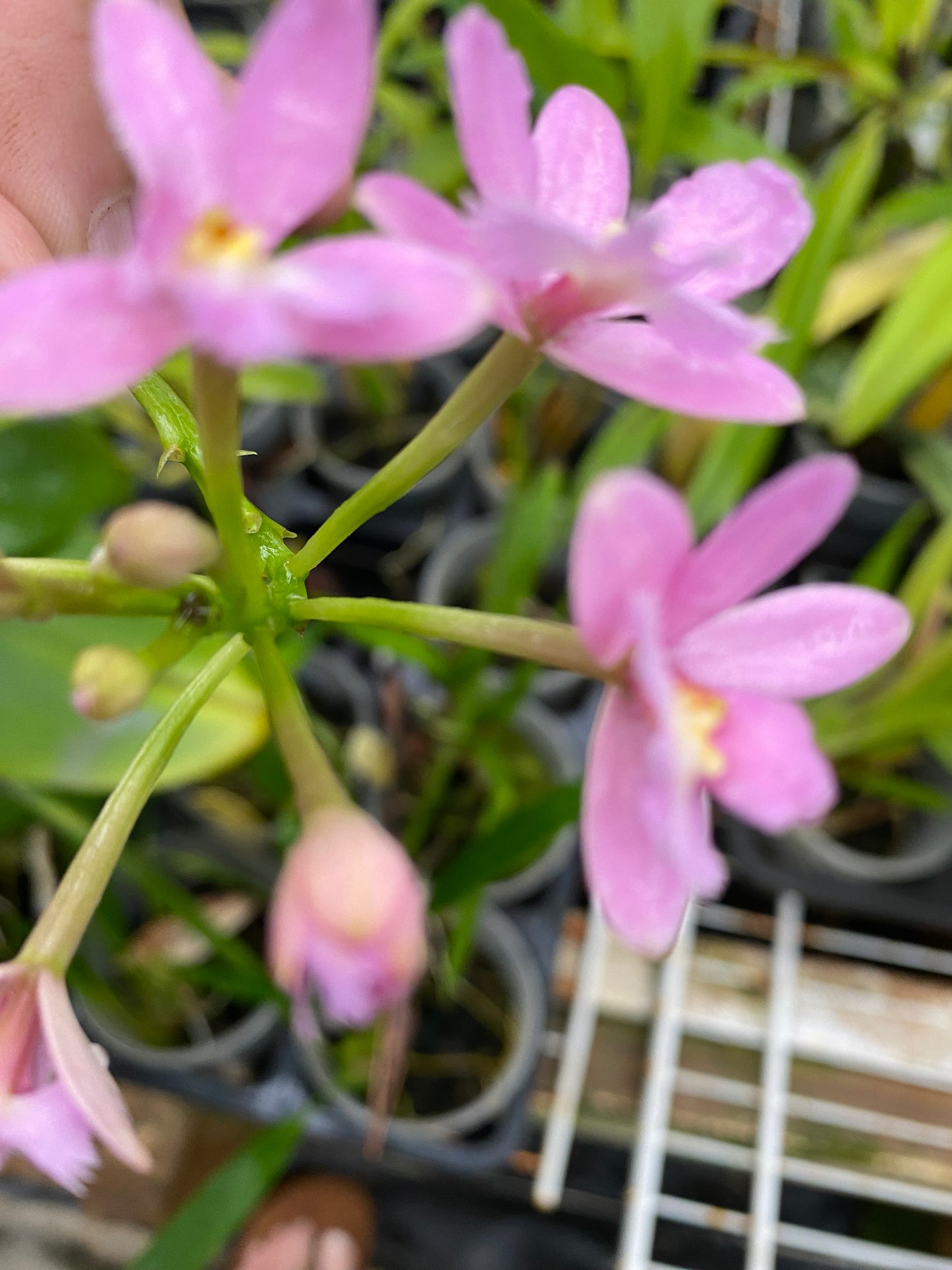 Epi. Miracle Valley x Epi. Cream Valley