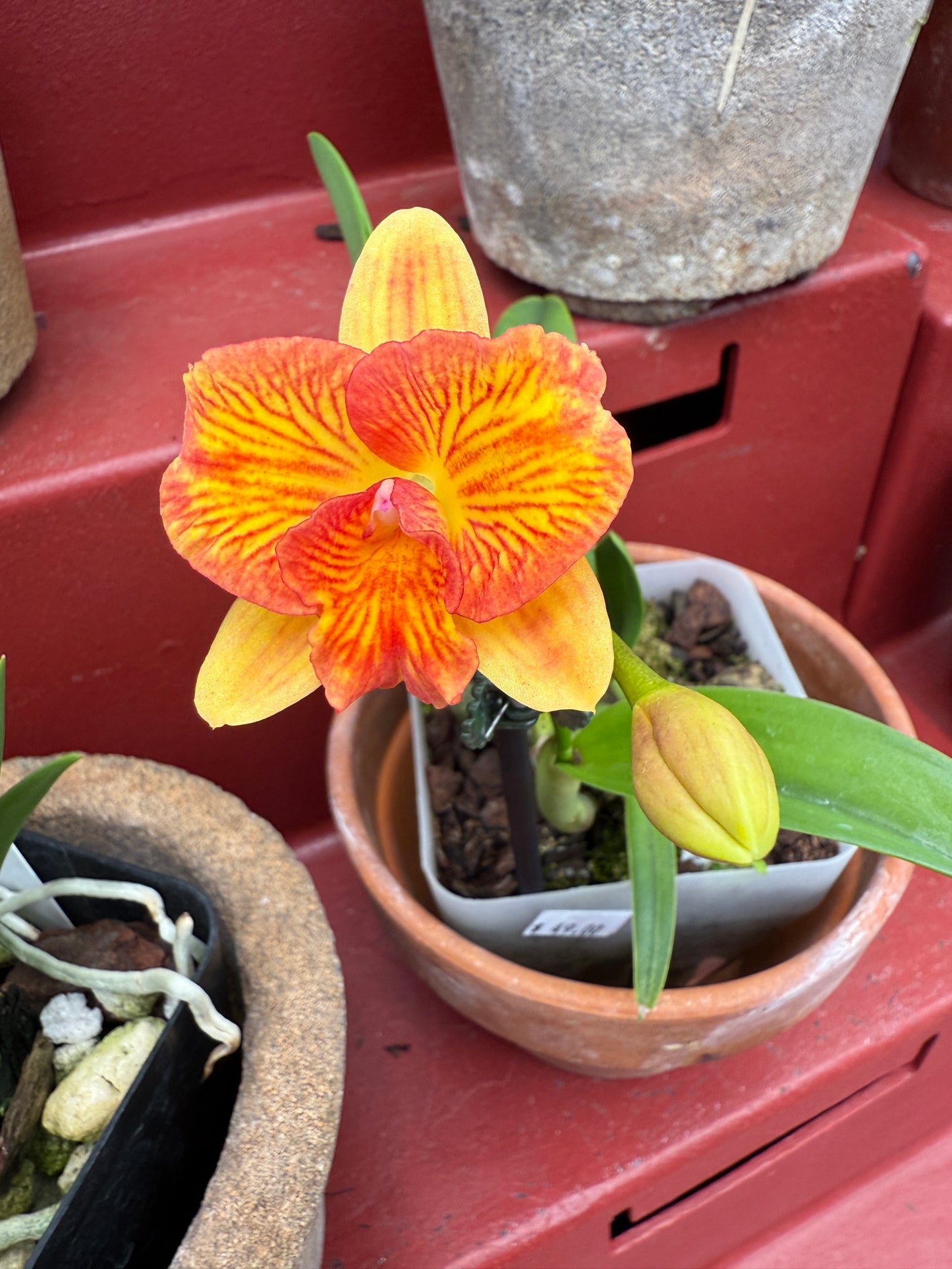 C. Candy Sparks 'Fall Candy' x Sunrise Fantasy 'D.O.'