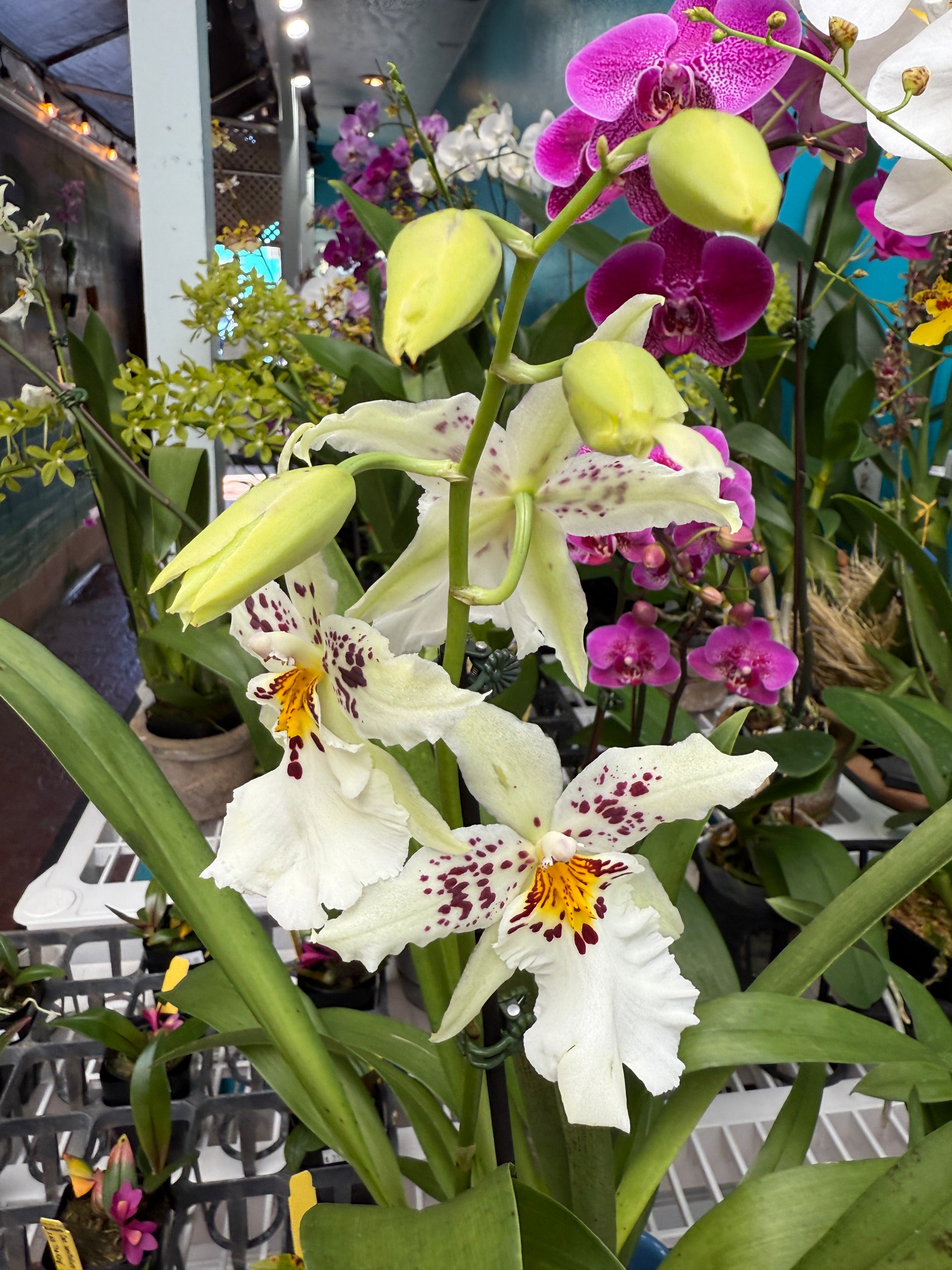 Shk. Memoria Bob Hill 'Whitish' – Orchid Alley