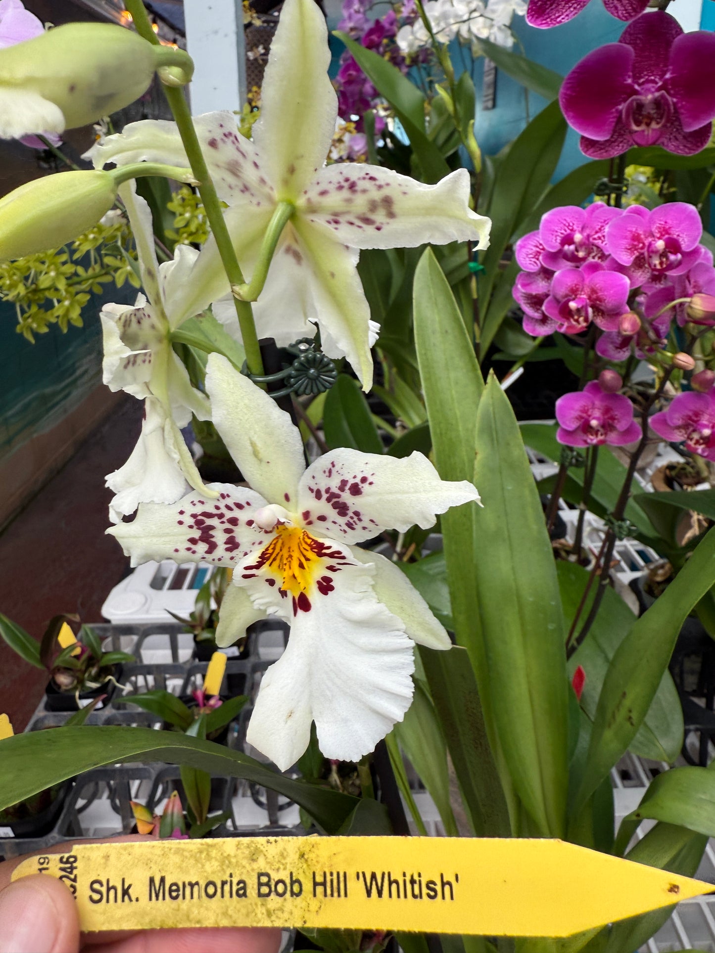 Shk. Memoria Bob Hill 'Whitish'